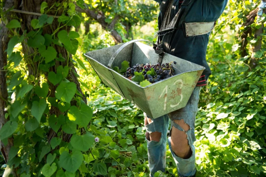  SOEVA y CARPA acordaron el precio de la gamela