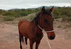 Capturan un caballo suelto en la vía pública y refuerzan el pedido de responsabilidad a los propietarios