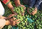 Balance positivo en la cosecha de aceitunas en La Rioja