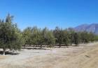 INTA Chilecito logra reducir el consumo de agua en olivares sin afectar la producción de aceite