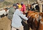 Veterinarios municipales asistieron a animales afectados por el incendio forestal en Guanchín