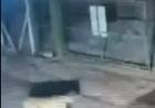Reportaron la presencia de un puma dentro del Parque Solar Energy 360
