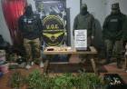 Allanamiento en Campanas: secuestraron plantas de cannabis y otros elementos