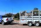 Vichigasta: capturaron cuatro caballos que ingresaron a un predio de Granjas Riojanas