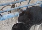 Investigan un caso de maltrato animal tras la amputación de una pata a una gatita