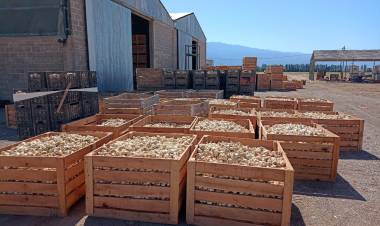  Hortícola Riojana exportó más de 90 mil kilos de ajo a Brasil