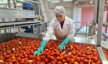  Agroandina estima llegar en 2024 a los 40 millones de kilos de tomates procesados