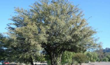  Llevarán a cabo la 8° Edición de la Semana del Algarrobo