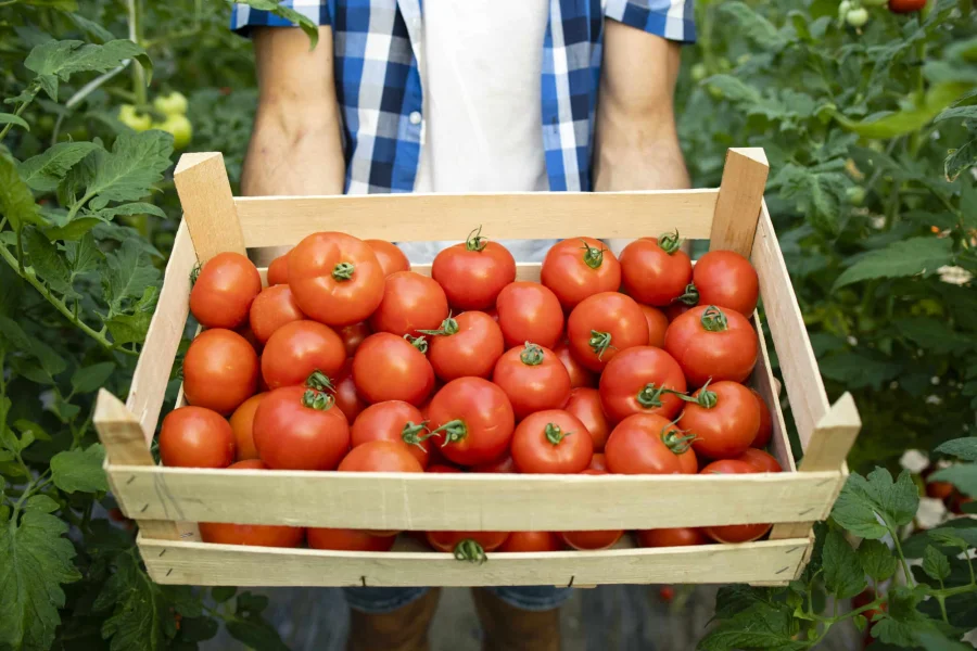  “Plagas del tomate”, la jornada que convocó a INTA y UNDeC