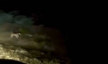 Alerta en San Nicolás por la presencia de pumas: piden extremar precauciones