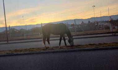 Intensifican operativos por animales sueltos para prevenir accidentes viales