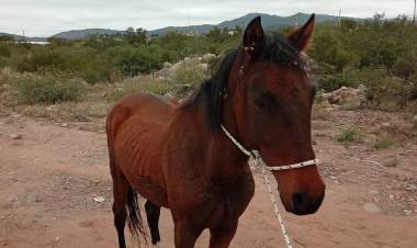 Capturan un caballo suelto en la vía pública y refuerzan el pedido de responsabilidad a los propietarios
