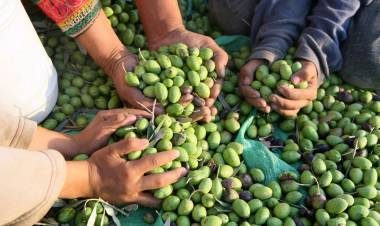 Balance positivo en la cosecha de aceitunas en La Rioja