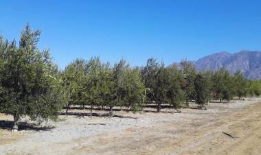 INTA Chilecito logra reducir el consumo de agua en olivares sin afectar la producción de aceite