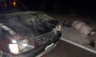 Choque entre una camioneta y un caballo en Avenida Cable Carril