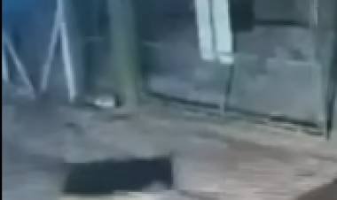 Reportaron la presencia de un puma dentro del Parque Solar Energy 360