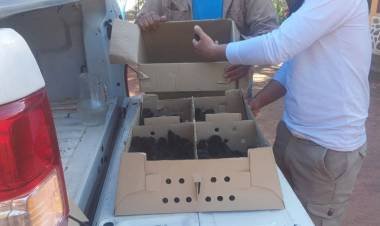 Veterinaria Municipal brinda asistencia sanitaria a productores del departamento