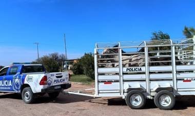 Vichigasta: capturaron cuatro caballos que ingresaron a un predio de Granjas Riojanas