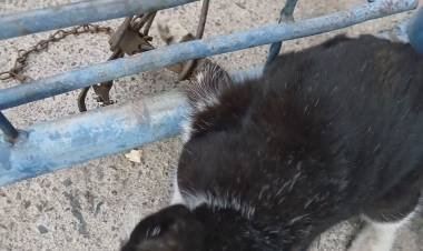 Investigan un caso de maltrato animal tras la amputación de una pata a una gatita