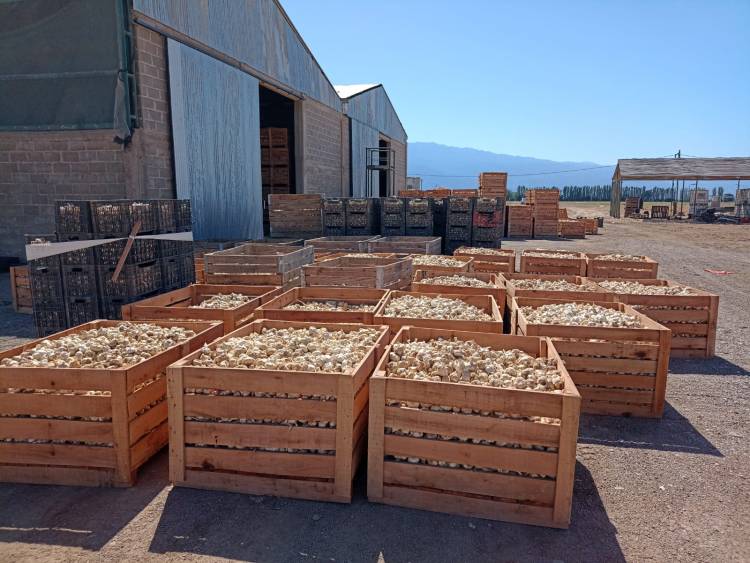  Hortícola Riojana exportó más de 90 mil kilos de ajo a Brasil