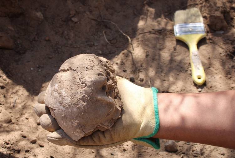 Encontraron restos óseos con más de 800 años de antigüedad en Chilecito