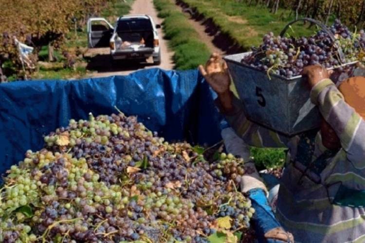 Vinos: La Rioja va a la conquista del mercado de Brasil