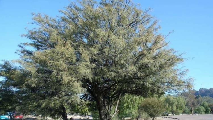 Llevarán a cabo la 8° Edición de la Semana del Algarrobo