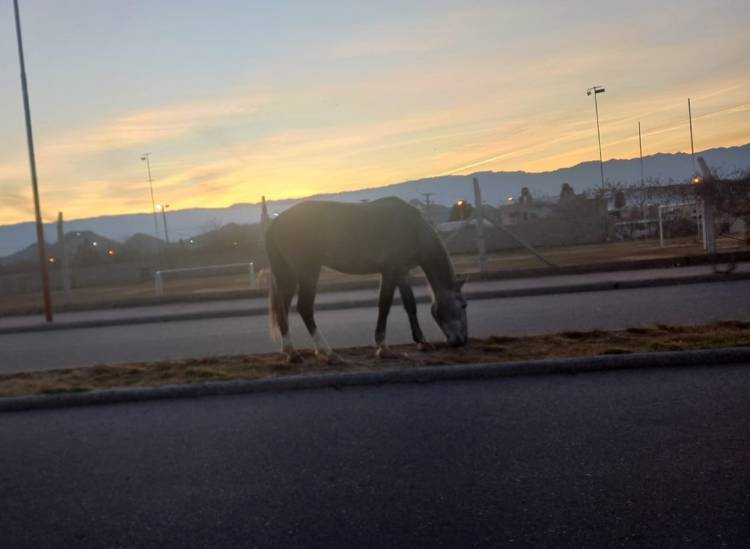 Intensifican operativos por animales sueltos para prevenir accidentes viales
