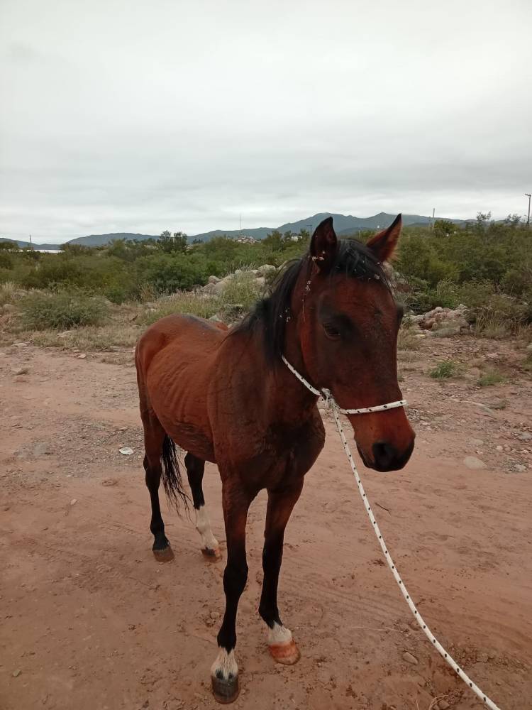 Capturan un caballo suelto en la vía pública y refuerzan el pedido de responsabilidad a los propietarios
