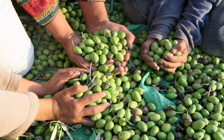 Balance positivo en la cosecha de aceitunas en La Rioja