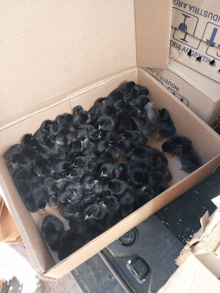 INTA impulsa la producción avícola familiar con entrega de pollitos Negra INTA en Chilecito y la región