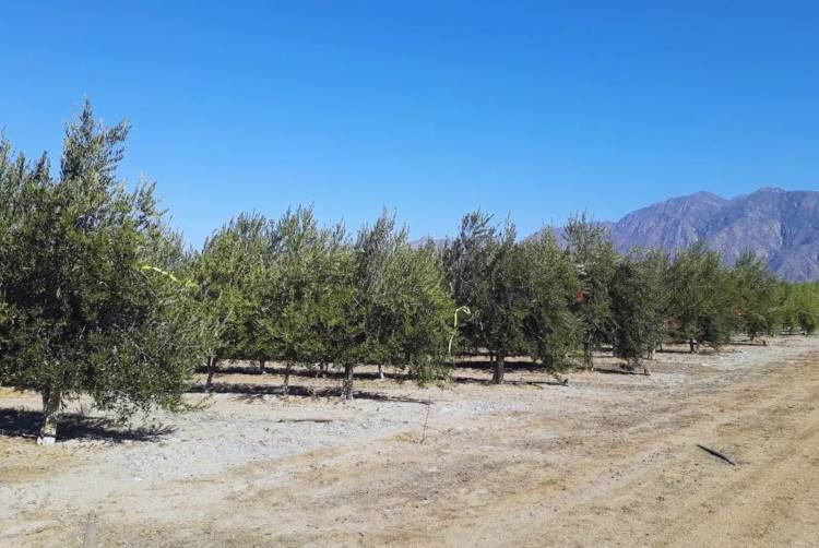 INTA Chilecito logra reducir el consumo de agua en olivares sin afectar la producción de aceite