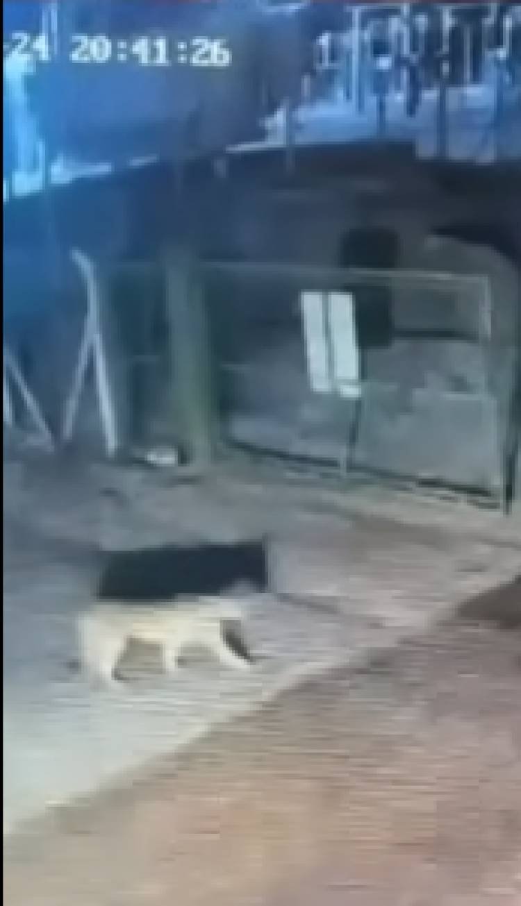 Reportaron la presencia de un puma dentro del Parque Solar Energy 360