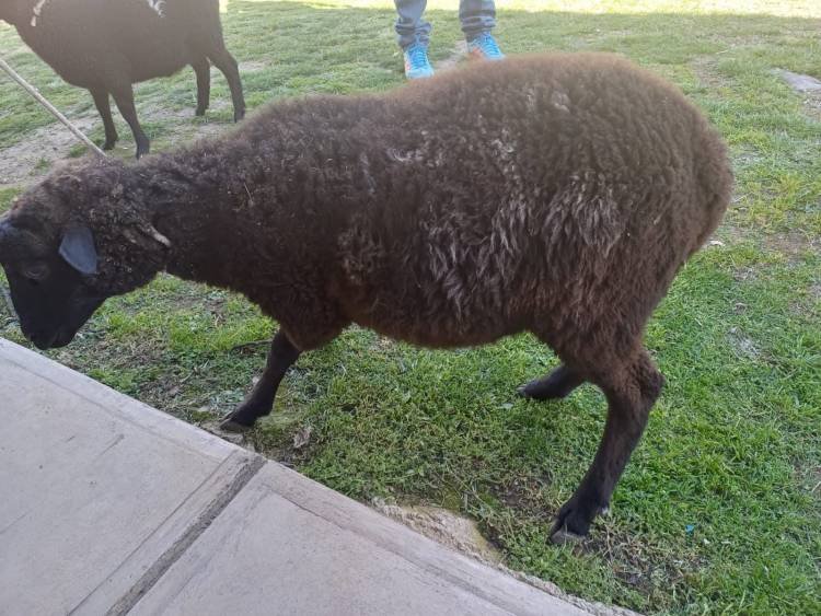 Santa Florentina: restituyeron tres animales ovinos por orden judicial