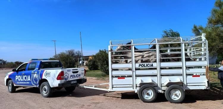 Vichigasta: capturaron cuatro caballos que ingresaron a un predio de Granjas Riojanas