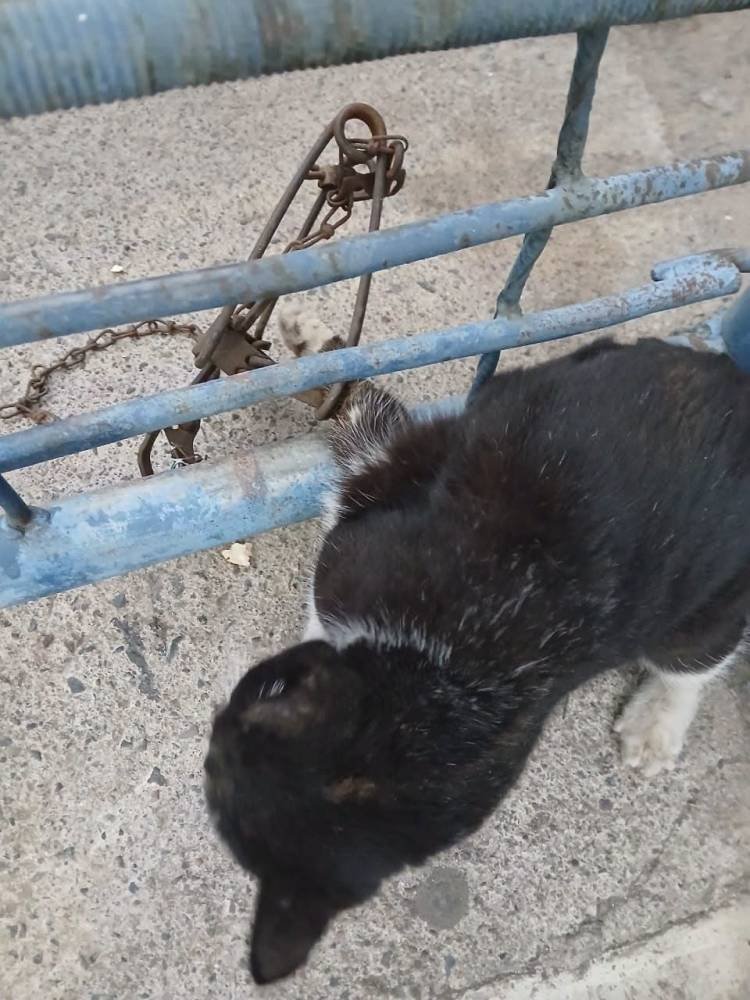Investigan un caso de maltrato animal tras la amputación de una pata a una gatita